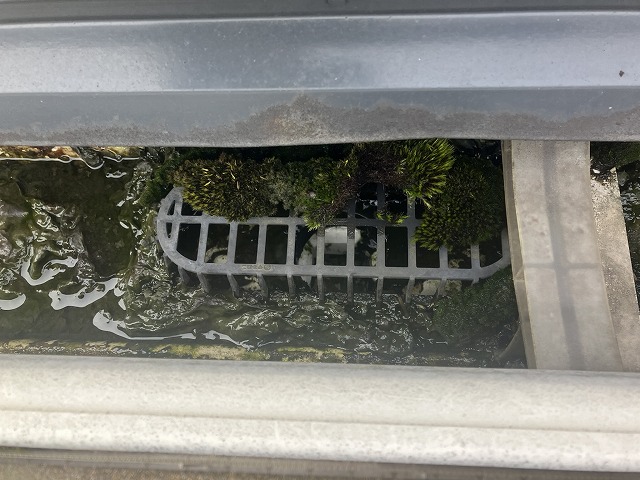 集水器に大量の苔